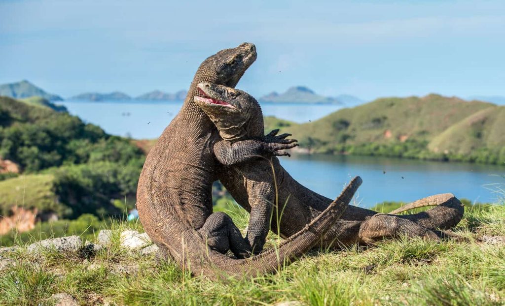 Fakta Unik Komodo