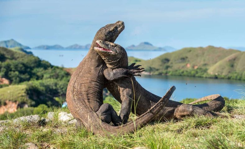 Fakta Unik Komodo