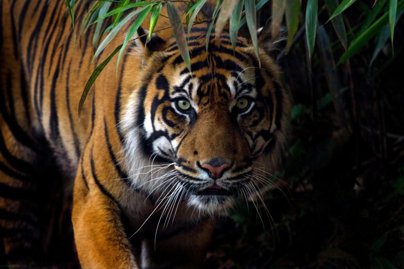 Harimau Sumatera