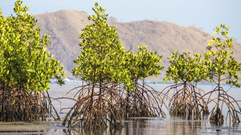 Penanaman Tanaman Mangrove