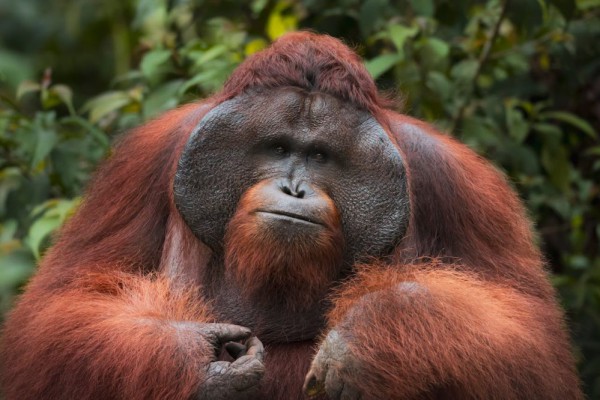Orangutan