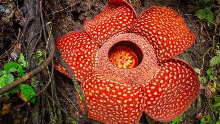 Fakta Unik Tentang Bunga Rafflesia Arnoldii