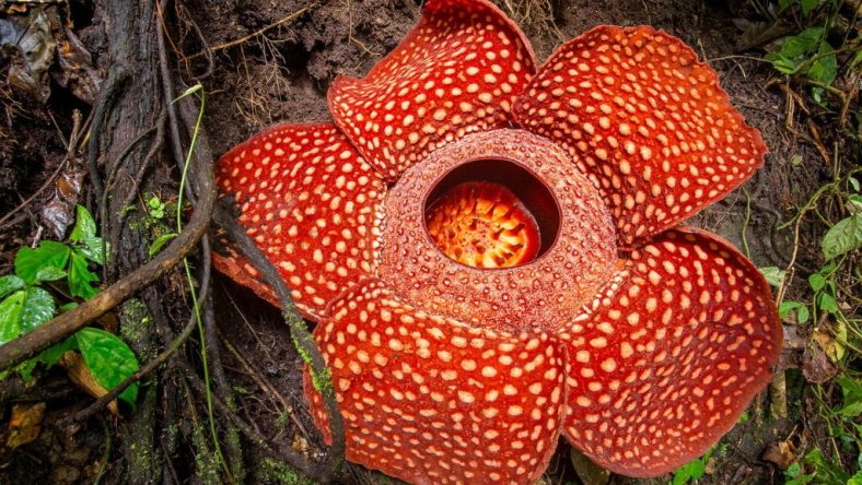 Bunga Rafflesia Arnoldii