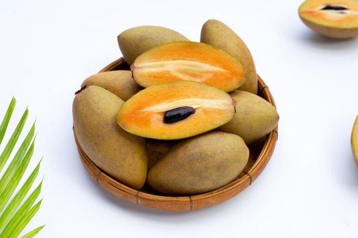 Tanaman Buah Sawo