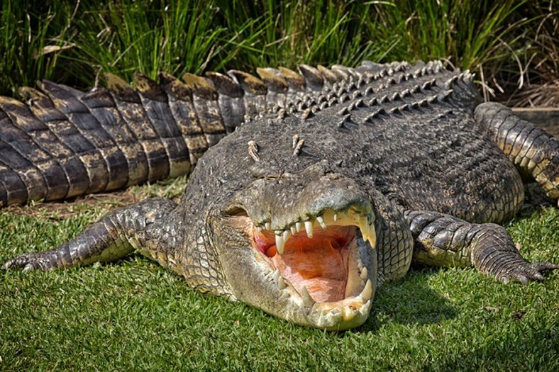 Fakta Menarik Hewan Buaya
