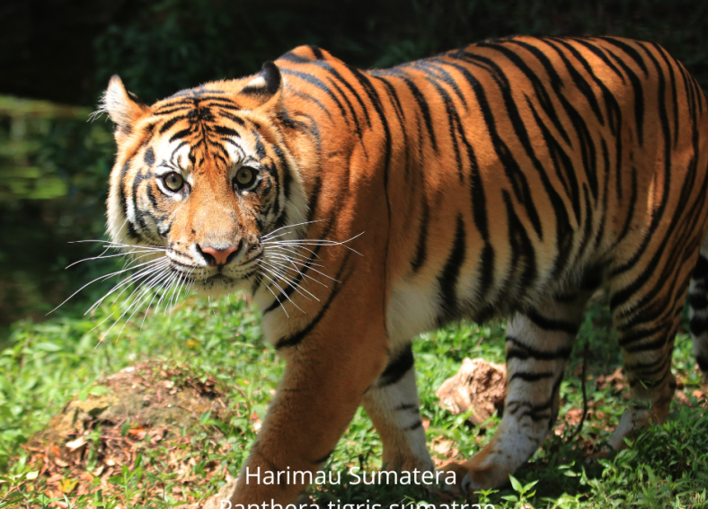 Harimau Sumatera